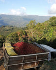 Overhead view of coffee cherries in the bed of a truck after being freshly picked, with mountains in the back ground at Swelter Coffee's partner farmer in Costa Rica