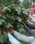 Women coffee pickers on Poornima's farm in souther India, all reaching into the same tree to pick ripe cherries