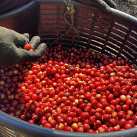 Seilyn's Costa Rica • Medium-Light Roast