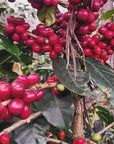 Red coffee cherries on the bush