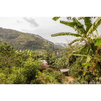 Charlotte's DRC • Medium-Dark Roast