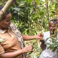 Congolese women inspecting coffee cherries on a coffee farm in eastern Democratic Republic of Congo