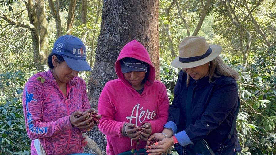 Three women inspecting freshly picked coffee cherries in Guatemala