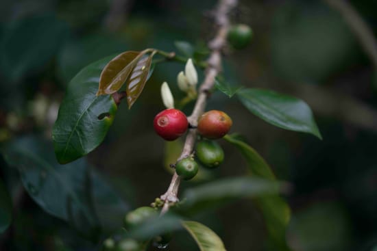 two red coffee cherries still on the bush against coffee leaves