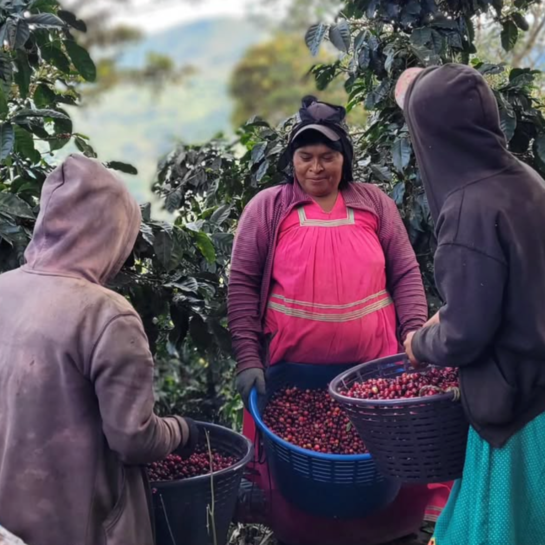Three women coffee pickers holding freshly picked cherries on a coffee farm in Costa Rica