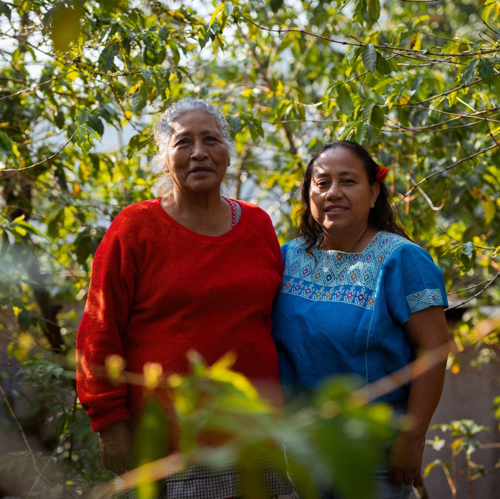 Two coffee farmers standing within a canopy of coffee plants and trees with shade.