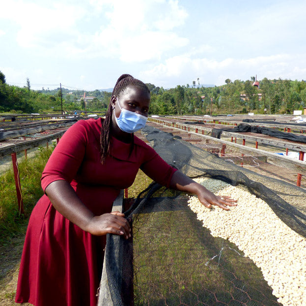 A farmer member of the Agasake Women's Group in Western Rwanda showing their african drying beds with green coffee drying on them