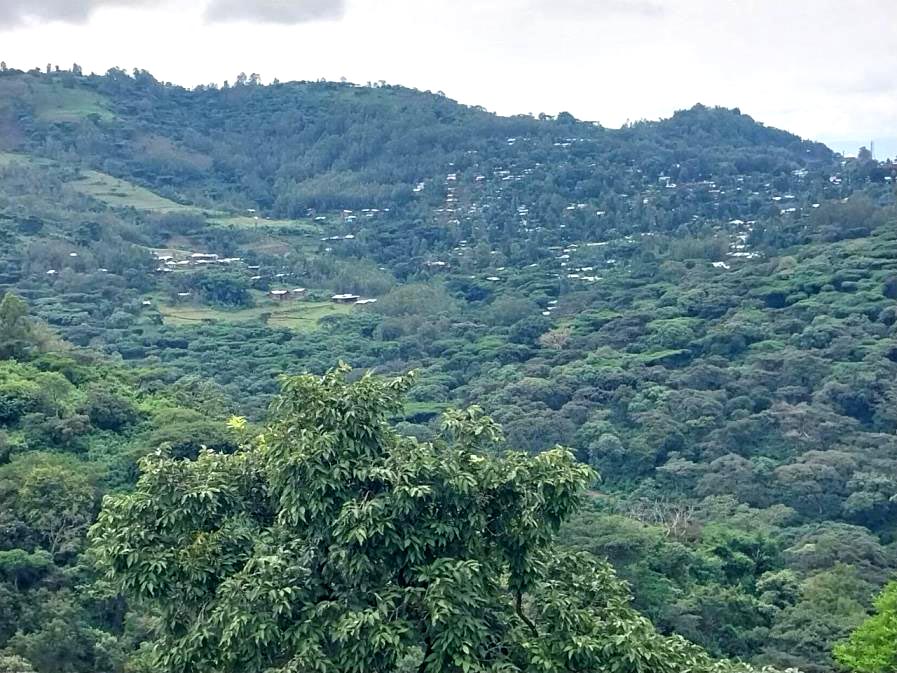 Farming region of the Atnago Women's Coffee Coop in Ethiopia, a farmer partner of Swelter Coffee