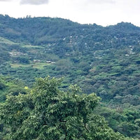 Farming region of the Atnago Women's Coffee Coop in Ethiopia, a farmer partner of Swelter Coffee