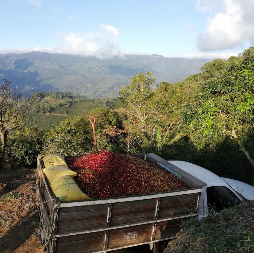 Overhead view of coffee cherries in the bed of a truck after being freshly picked, with mountains in the back ground at Swelter Coffee's partner farmer in Costa Rica
