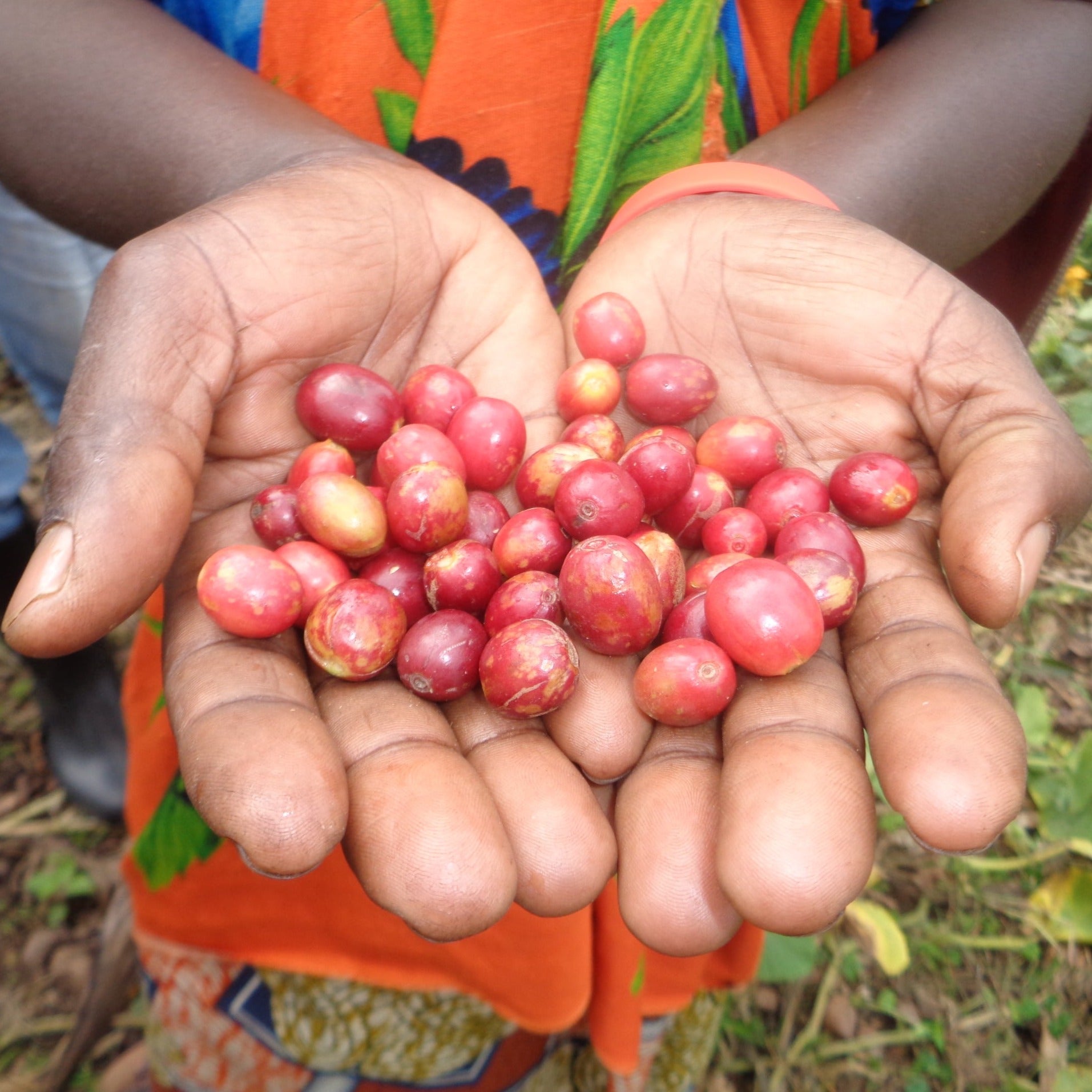 Woman coffee farmer's hands holding freshly picked coffee cherries on her farm in Western Rwanda