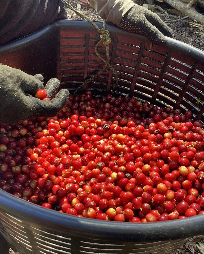 Seilyn's Costa Rica • Medium-Light Roast