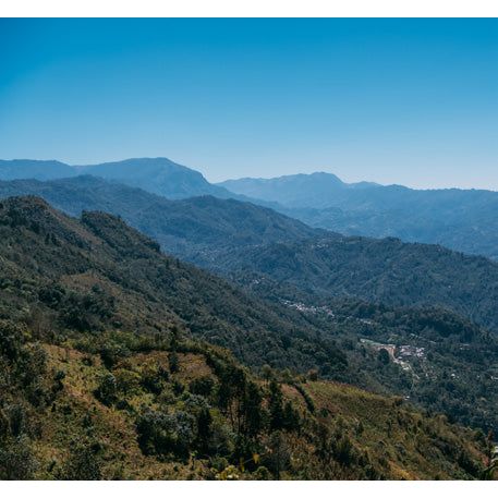 Frida's Blend • Dark Roast