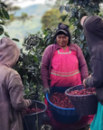 Three women coffee pickers on Mayra's farm in Costa Rica