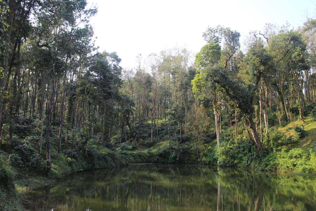 View of a pond on a coffee farm surrounded by mixed growth forest with coffee trees in southern india