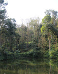 View of a pond on a coffee farm surrounded by mixed growth forest with coffee trees in southern india