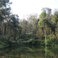 View of a pond on a coffee farm surrounded by mixed growth forest with coffee trees in southern india