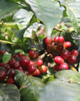 Red ripe coffee cherries on a branch on the farm in southern India