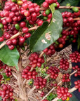 A close-up view of red ripe coffee cherries on the tree
