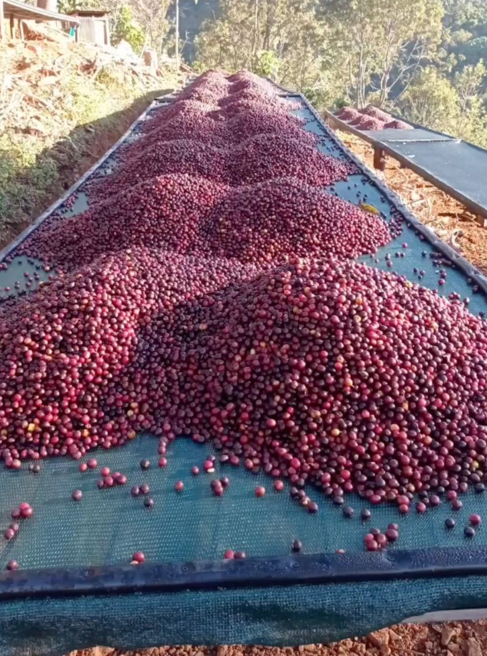 Seilyn's Costa Rica • Medium-Light Roast