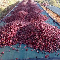 Seilyn's Costa Rica • Medium-Light Roast