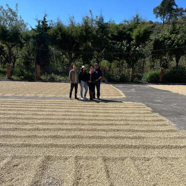 Swelter Coffee's farmer partners the Rodriguez family together in the middle of their farm's drying beds, with green coffee drying in the sun around them, in Guatemala. 