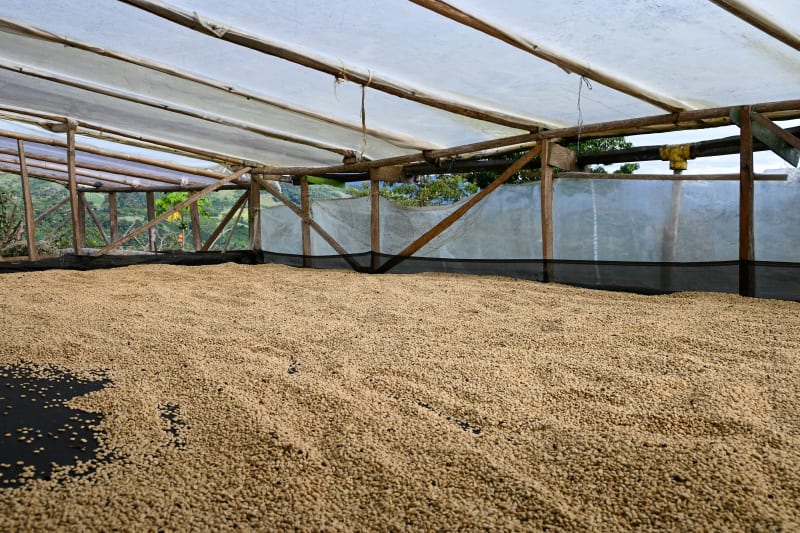 coffee drying beds