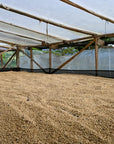 coffee drying beds