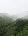 Colombia mountains covered in coffee plants