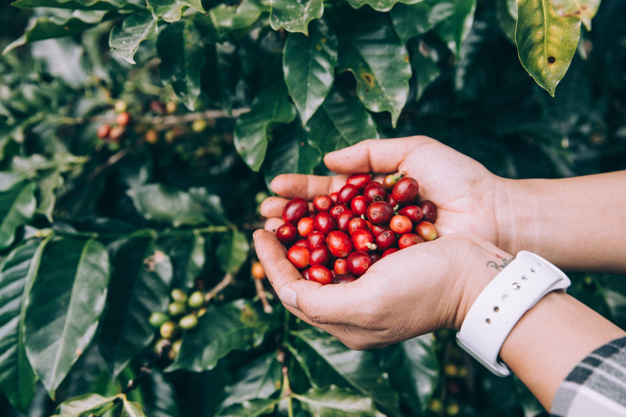Swelter Coffee's Coffee Tour boxes feature 3 different coffees form women producers in 2 different coffee-growing regions