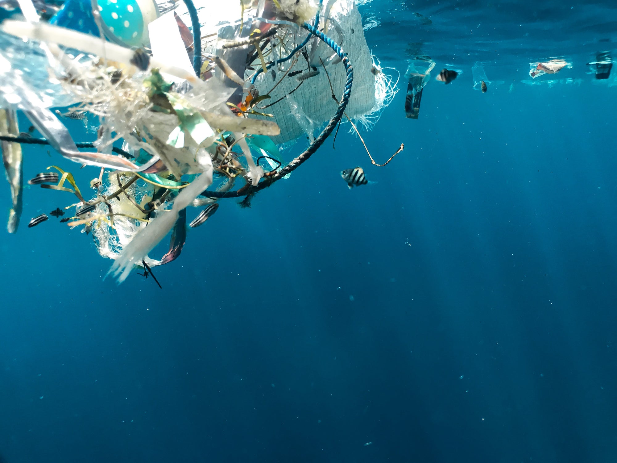 Photo of plastic in the ocean with fish, by Naja Bertolt Jensen 