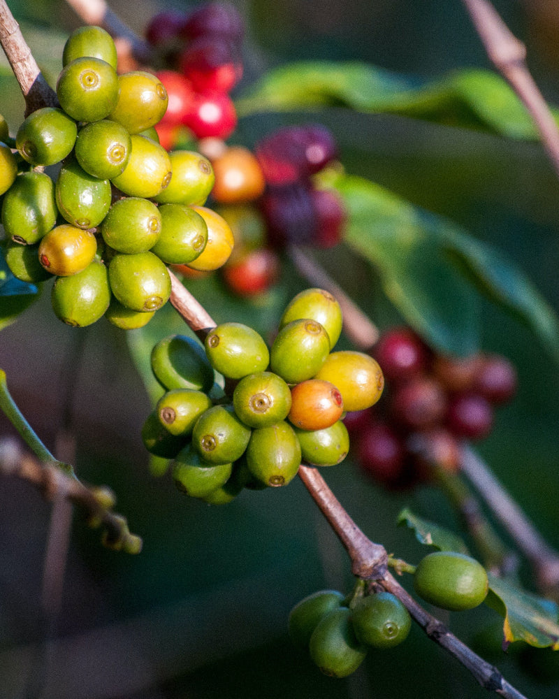 coffee cherries ripening on the branch, green cherries and red ones in the background