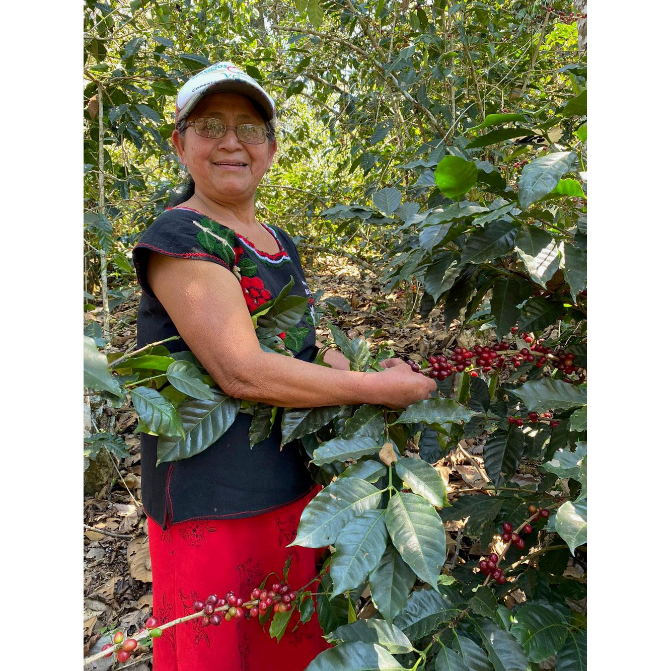 Medium Roast Coffee | Rosalba's Mexico Single-Origin Coffee