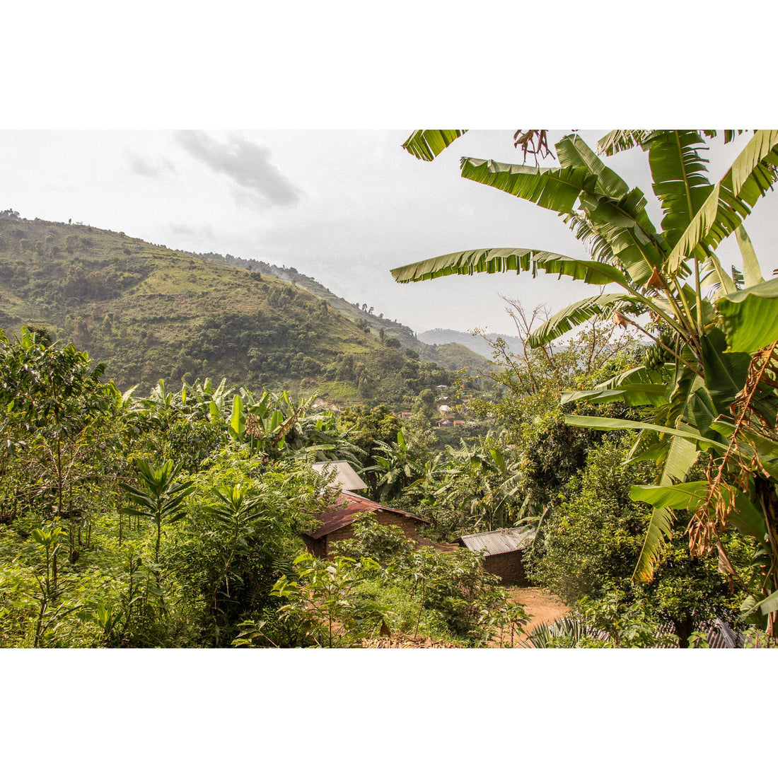 Charlotte's DRC • Medium-Dark Roast