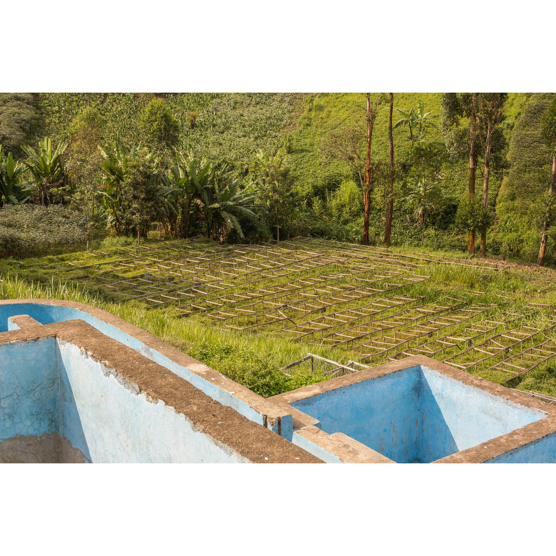 Charlotte's DRC • Medium-Dark Roast