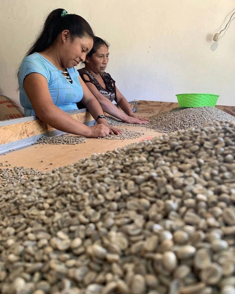 Two women sorting green coffee beans for quality