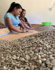 Two women sorting green coffee beans for quality