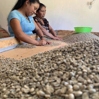 Two women sorting green coffee beans for quality